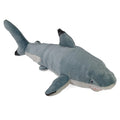 Black Tipped Shark
