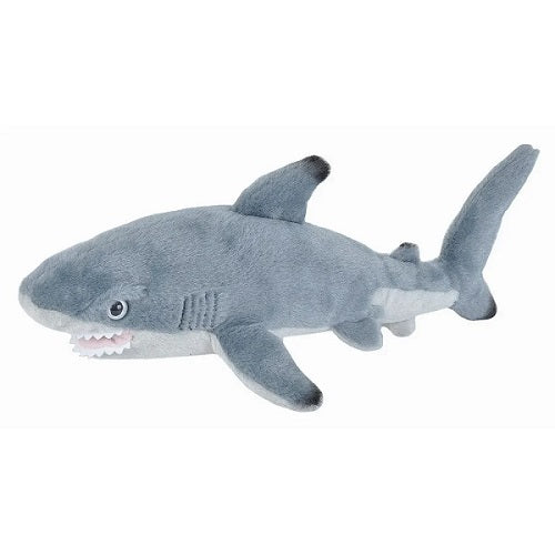 Mini Blacktip Shark