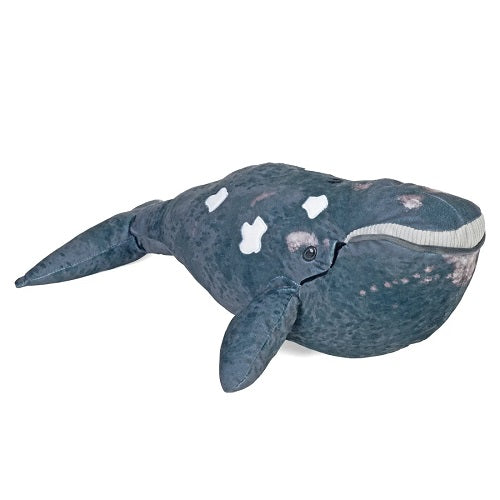 Eco Northern Whale