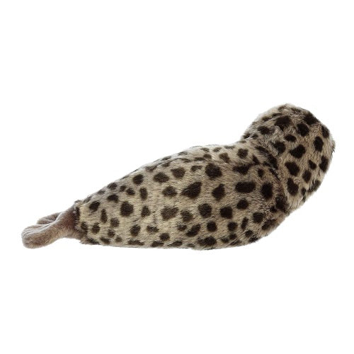 Harbor Seal Miyoni
