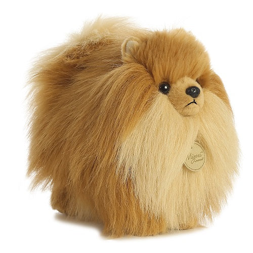 Pomeranian Miyoni