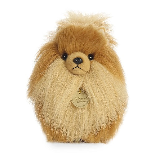 Pomeranian Miyoni