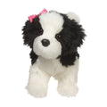Poofy Black and White Shih Tzu
