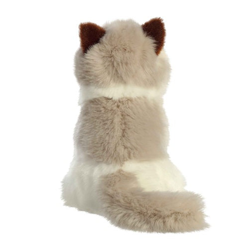 Ragdoll Cat Miyoni