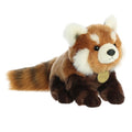 Red Panda Cub Miyoni