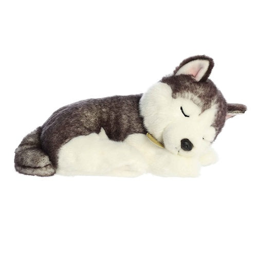 Sleepy Husky Pup Miyoni
