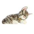 Sleepy Grey Tabby Kitten Miyoni