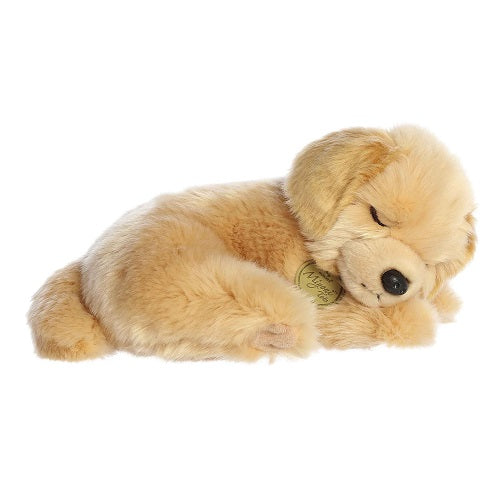 Sleepy Golden Retriever Pup Miyoni